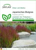 SAFLAX - Japanisches Blutgras - Imperata cylindrica - 50 Produktbild-Vorschau 1