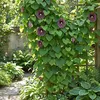 x1 Aristolochia Macrophylla P17 H80 Produktbild-Vorschau 5