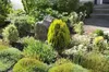 Thuja orientalis 'Aurea Nana', Lebensbaum, goldgelb, 30–40 Produktbild-Vorschau 5