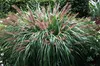 Stauden Gänge 1 x Pennisetum alopecuroides 'Moudry' im 1 Produktbild-Vorschau 4