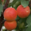 Aprikose `Kuresia´ Aprikosenbaum - Buschbaum Topfballen Produktbild-Vorschau 2