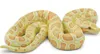 Safari Ltd Albino Burmese Python Yellow / Orange From 3 Produktbild-Vorschau 1