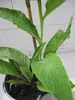 Echter Beinwell - Wilder Comfrey - Symphytum officinale - Produktbild-Vorschau 3