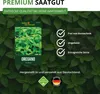 Oregano Mehrjährig Samen - Origanum vulgare - Oreganosamen Produktbild-Vorschau 8