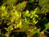 6 x Elfenblume Frohnleiten , gelb , wintergrün , TB 9 Produktbild-Vorschau 2