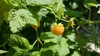 Gelbe Himbeere Golden Queen 2L Produktbild-Vorschau 7