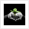 Poster - Poster ohne Rahmen - Natur Pflanze Wissenschaft Produktbild-Vorschau 1