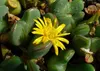 SAFLAX - Kvitnúce kamene / Conophytum Mix - Conophytum Mix Náhľad obrázku produktu 9
