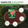 Wassermelonen Sugar Baby Samen - Citrullus lanatus - Produktbild-Vorschau 3