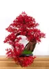 Pokojová dekorativní bonsai - Javor (PN-16) Náhled obrázku produktu 1