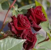 Edelrose Black Baccara ® - Rosa Black Baccara ® - Produktbild-Vorschau 2