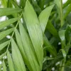 Chamaedorea elegans, detta anche "palma da montagna", Anteprima dell’immagine prodotto 6