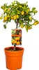 Bloomique - Citrus Kumquat - Zwergorange - Orangenbaum - Produktbild-Vorschau 1