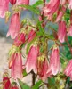 Campanula punctata 'Elizabeth', Glockenblume, rosa, ca. Produktbild-Vorschau 5