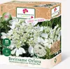 Breitsame Orlaya (Orlaya grandiflora) FS Produktbild-Vorschau 1