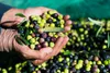 Kanakis | Zielone oliwki - 300 G - Z pestką - Gorzkie, Podgląd zdjęcia produktu 3