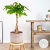Bloomique - Pachira Aquatica - Glückskastanie - Produktbild-Vorschau 2