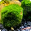 Eco Plant Marimo Ball Moss - gałęzatka 4 - 5cm Eco Plant Podgląd zdjęcia produktu 7