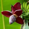 GreenboutiQ - Obstpflanze - Bananenpflanze - Musa Produktbild-Vorschau 5
