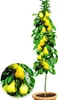 A potted columnar pear tree with many ripe pears and green leaves. Produktbild-Vorschau