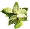 Philodendron White Wave - weiß-gestreifter Baumfreund - Produktbild-Vorschau 3