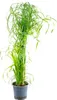 Cyperus alternifolius, noto anche come "erba di cipresso Anteprima dell’immagine prodotto 1