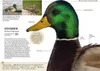 Gartenvögel lebensgroß Voir les images du produit 2