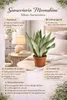 Sansevieria Moonshine cca 50 cm – sansevierie, pokojová Náhled obrázku produktu 3