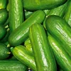 Mini Snackgurke Salamanda F1 Samen - Cucumis sativus - Produktbild-Vorschau 3