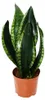 Sansevieria trifasciata „Silver Flame” – sansewieria o Podgląd zdjęcia produktu 1