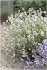 Stauden Gänge 1 x Lavandula angustifolia 'Alba' - Echter Produktbild-Vorschau 1