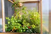 Greenspot Lavish Mini Skleník - 100x80x178cm Palisandr Náhled obrázku produktu 7