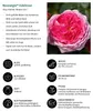 Dehner Rose Nostalgie®-Edelrose Modern Art®, Züchter Produktbild-Vorschau 2