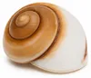 Ryssota otaheitana ab 7,5 cm Schneckenhaus Lamarkiana Produktbild-Vorschau 2