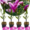Sada 4 magnólií - Magnólia 'Betty' - výška 35cm - 9cm Náhľad obrázku produktu 1