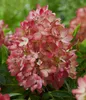 Dehner Bodendecker-Rispenhortensie Groundbreaker® Blush™, Produktbild-Vorschau 6