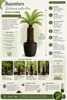 Baumfarn Dicksonia antarctica 40–50 cm | Kahler Stamm | Produktbild-Vorschau 2