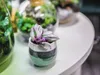 Gardners Tradescantia albiflora NANOUK, priemer 6-7,5 cm Náhľad obrázku produktu 2