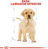 Royal Canin Labrador Retriever Puppy 12kg Produktbild-Vorschau 5