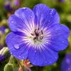 Stauden Gänge 10 x Geranium 'Rozanne ®' im 1 Liter Topf - Produktbild-Vorschau 8
