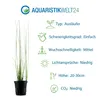Gräser Set mit 3 Gras Pflanzen Aquariumpflanzen Set 130 Produktbild-Vorschau 3