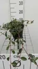 12 x Cotoneaster damm. 'Major' (radicans) - Cotoneaster Voir les images du produit 2