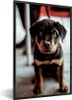 MuchoWow® MuchoWow® Gerahmtes Poster Jung - Hund - Kamera Produktbild-Vorschau 1