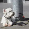 Dogxi Laisse pour chien Laisse à enrouleur 5 m Chien 25 kg Voir les images du produit 5