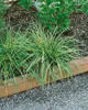Japan-Segge, im Topf - Carex morrowii, immergrün Produktbild-Vorschau 9