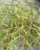 Trauerbirke Betula pendula Karaca Hängebirke Stammhöhe 80 - Produktbild-Vorschau 2