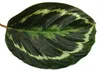 Pianta da ombra XXL dal fogliame insolito - Calathea Anteprima dell’immagine prodotto 2