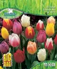 Pegasus Herbstblumenzwiebel Big Bag Triumph Tulpe Mischung Produktbild-Vorschau 1