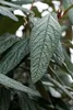 Viburnum 'Pragense', immergrün, 80–100 cm Produktbild-Vorschau 3