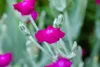 Lychnis coronaria, Lichtnelke, silbrig-grau, ca. 9x9 cm Produktbild-Vorschau 7